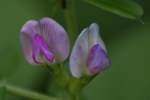 Narrow-leaved Vetch