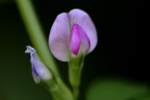 Narrow-leaved Vetch