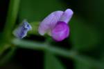 Narrow-leaved Vetch