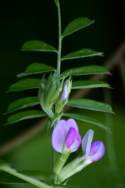 Narrow-leaved Vetch