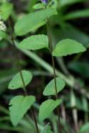 Hairy Skullcap