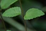 Hairy Skullcap