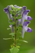 Hairy Skullcap