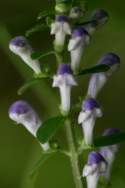 Hairy Skullcap