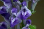 Hairy Skullcap