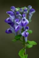 Hairy Skullcap