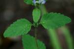 Hairy Skullcap