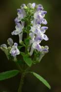 Hairy Skullcap