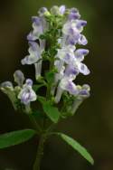 Hairy Skullcap