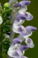 Hairy Skullcap