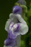 Hairy Skullcap