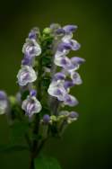 Hairy Skullcap