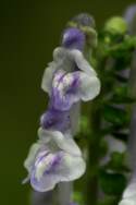 Hairy Skullcap