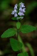 Hairy Skullcap