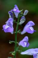 Hyssop Skullcap