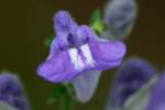 Hyssop Skullcap