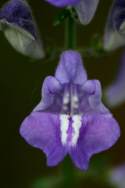 Hyssop Skullcap