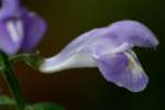 Hyssop Skullcap