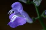 Hyssop Skullcap