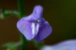 Hyssop Skullcap