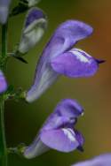 Hyssop Skullcap