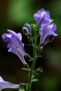 Hyssop Skullcap