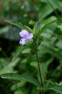 Wild Petunia