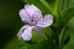 Wild Petunia