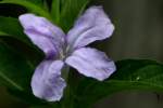 Wild Petunia