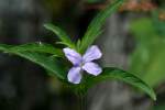 Wild Petunia