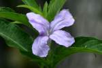 Wild Petunia