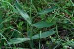 Tuberous Vervain