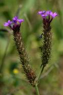 Tuberous Vervain