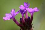 Tuberous Vervain