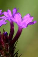 Tuberous Vervain