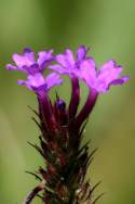 Tuberous Vervain