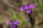 Tuberous Vervain