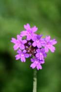 Tuberous Vervain