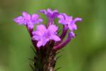 Tuberous Vervain