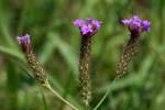 Tuberous Vervain