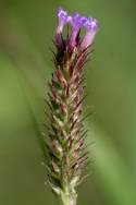 Tuberous Vervain