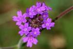 Tuberous Vervain