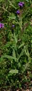 Tuberous Vervain