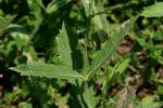 Tuberous Vervain