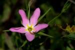 Texas Star - Meadow Pink