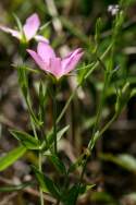 Texas Star - Meadow Pink