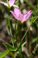 Texas Star - Meadow Pink
