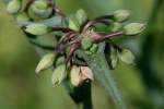 Zigzag Spiderwort