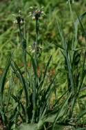 Zigzag Spiderwort