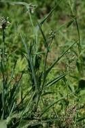 Zigzag Spiderwort